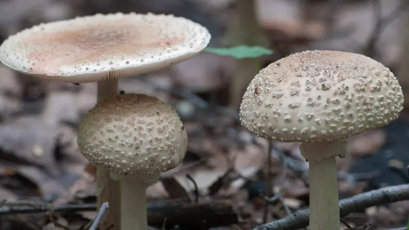 Пантерный мухомор в лесу