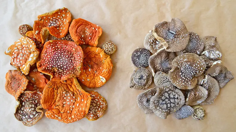 Разница между сушеными мухоморами