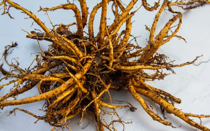 Золотой корень (Родиола Розовая)