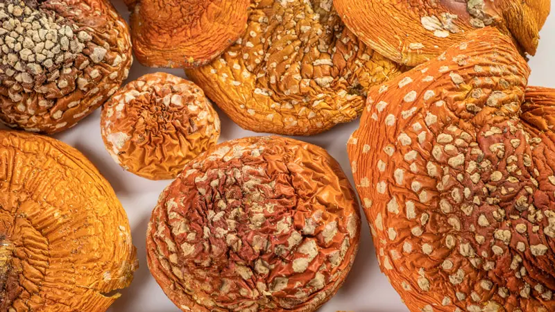 Успешно высушенные мухоморы