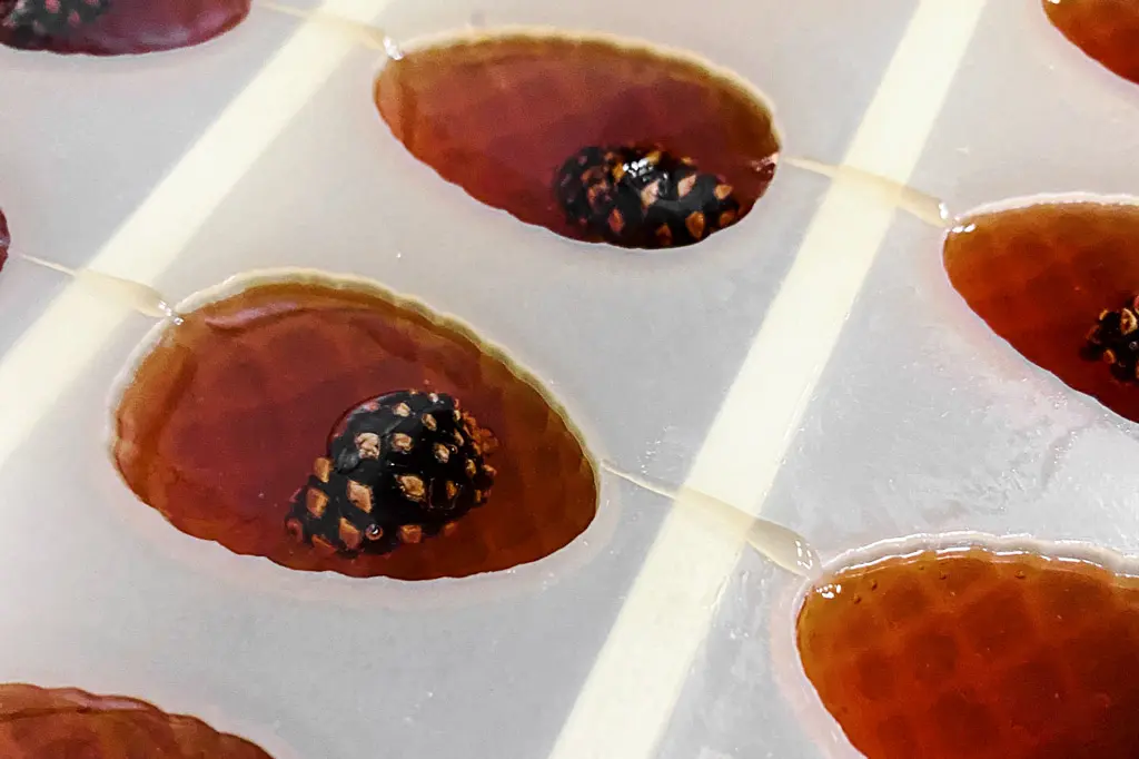 Производство мармелада с сосновой шишкой