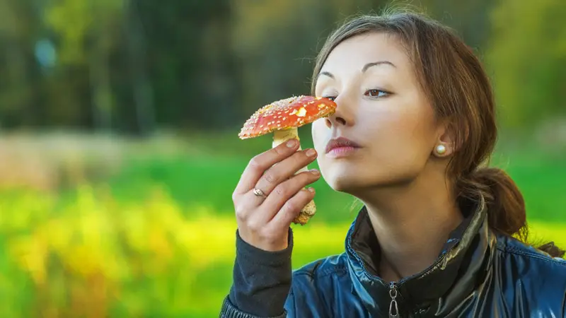 Проверьте мухомор на запах
