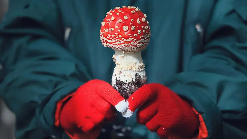 Преимущества микродозинга мухоморов 