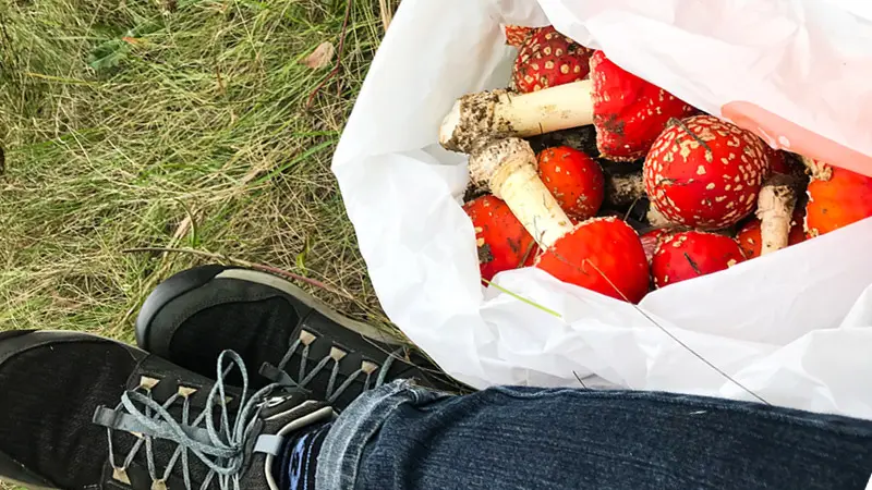 Сбор грибов