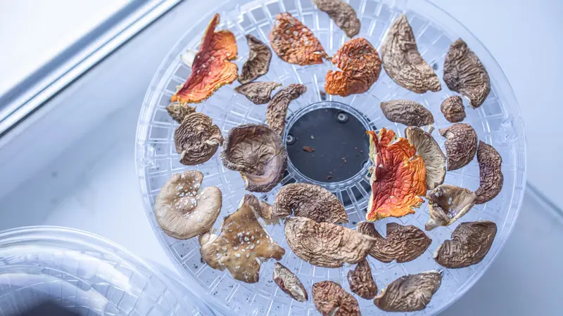 Сушка мухоморов на дегидраторе