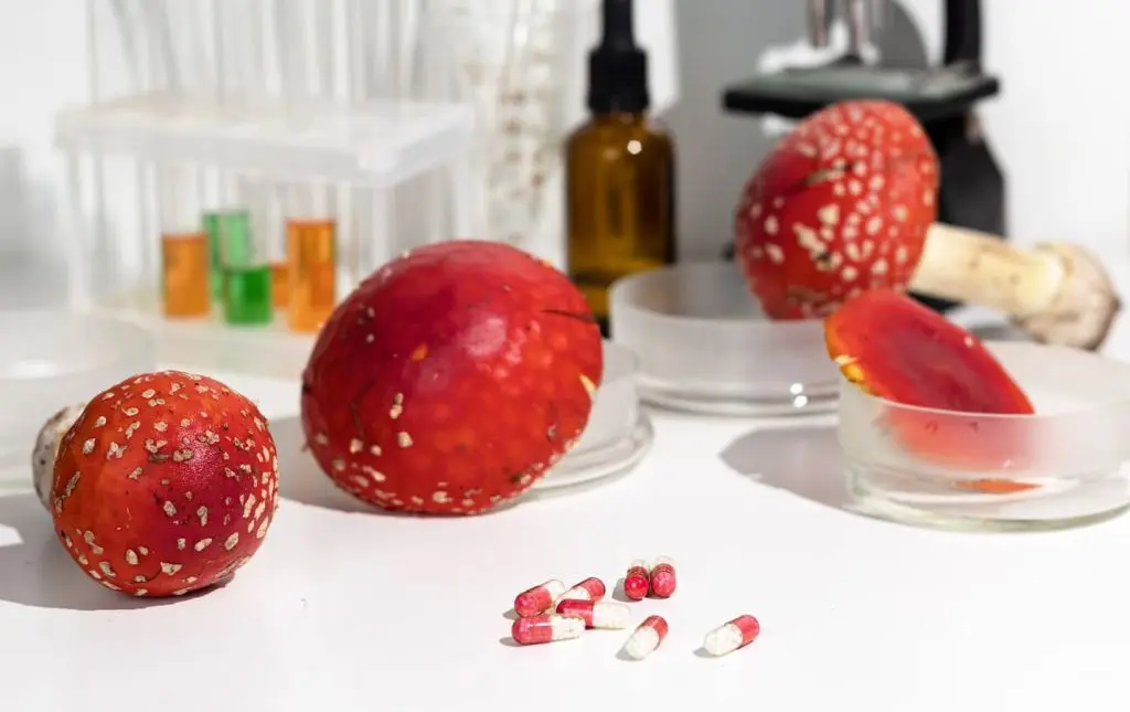 Применение мухоморов в медицине