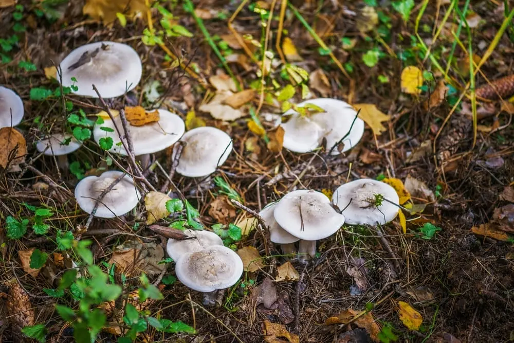 Рядовка серая