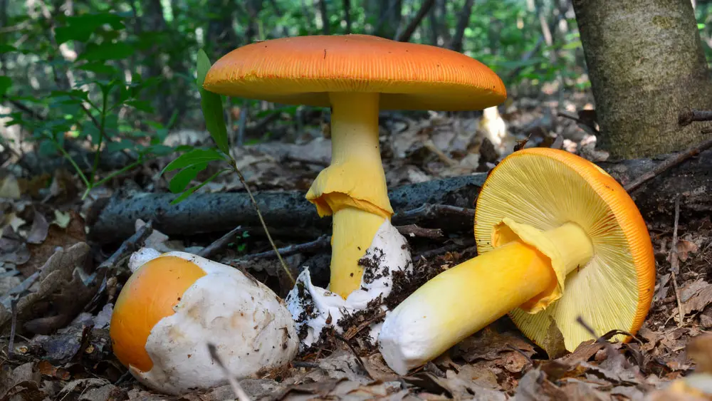 Цезарский гриб 