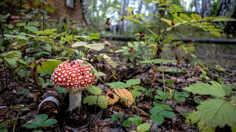 Мухомор в лесу