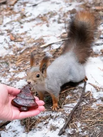 Мармелад сосновый с шишкой "Ёлочка", 90 г
