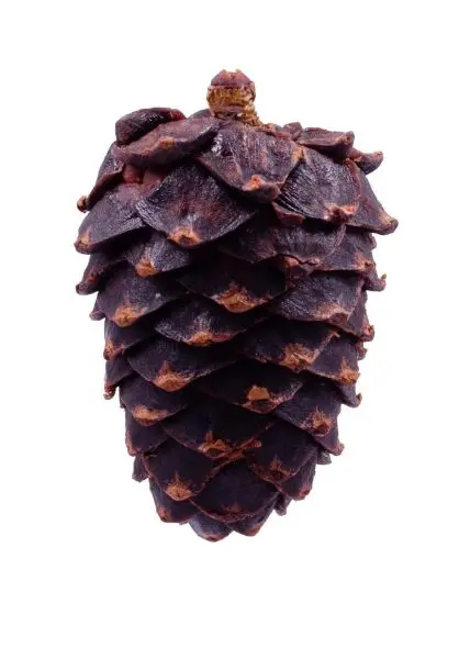 Цукат из кедровой шишки, 70 г